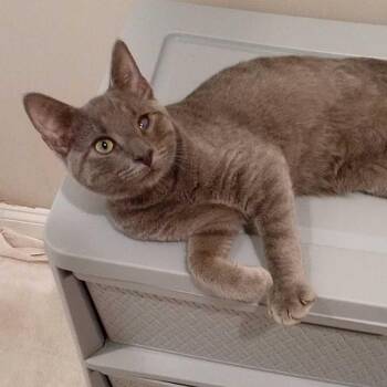 Caesar Coming In -  Domestic Short Hair Cat for Adoption in Clifton, New Jersey - Caesar Coming In | PetCurious