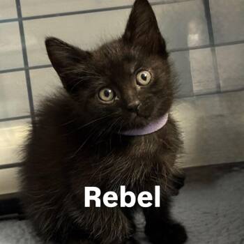 Rebel 2295 -  Domestic Short Hair Cat for Adoption in Kansas City, Missouri - Rebel 2295 | PetCurious