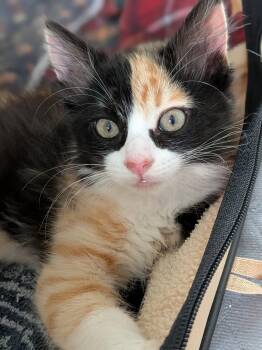 The Great Bandit -  Domestic Medium Hair Cat for Adoption in San Jose, California - The Great Bandit | PetCurious