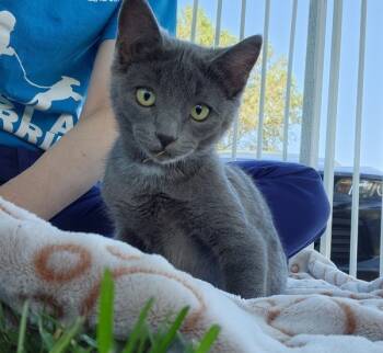 Rescue Domestic Short Hair Cats for Adoption in Kennewick, Washington - Bubbles | PetCurious