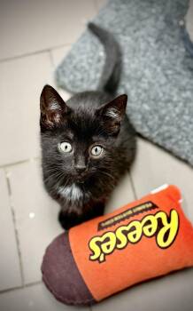 Jet of the 3 Amigos ... -  Domestic Short Hair and Bombay Cat for Adoption in Bardonia, New York - Jet Of The 3 Amigos ... | PetCurious