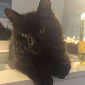 Domestic Medium Hair Cats Available for Adoption in South Elgin, Illinois - Purrito | PetCurious