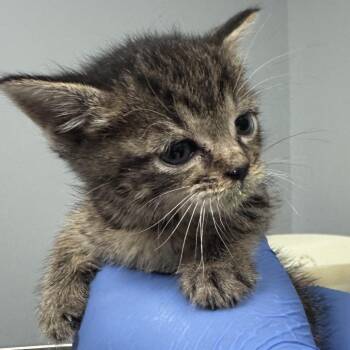 Domestic Short Hair Cats Available for Adoption in Columbus, Georgia - Charybdis 9883 | PetCurious
