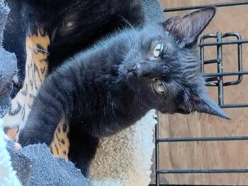 Domestic Short Hair Cats Available for Adoption in Bothell, Washington - Omar | PetCurious