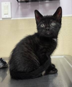 Tasalio -  Domestic Short Hair Cat for Adoption in Vancouver, Washington - Tasalio | PetCurious