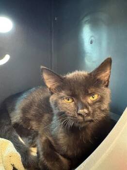 SELTZER -  Domestic Short Hair Cat for Adoption in Leesburg, Virginia - SELTZER | PetCurious