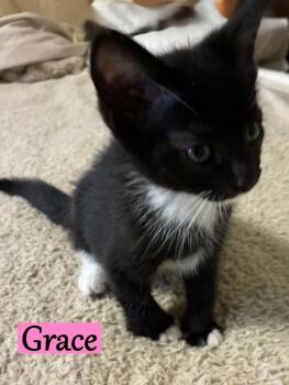 Rescue Domestic Short Hair Cats for Adoption - Grace | PetCurious