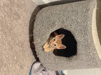 Pokey -  Domestic Short Hair Cat for Adoption in Tracy, California - Pokey | PetCurious