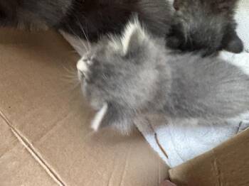 ENOKI -  Domestic Short Hair Cat for Adoption in Fort Walton Beach, Florida - ENOKI | PetCurious