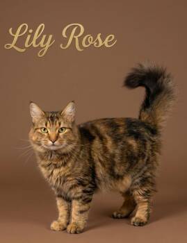 Domestic Medium Hair Cats Available for Adoption in Rutherfordton, North Carolina - Lily Rose | PetCurious