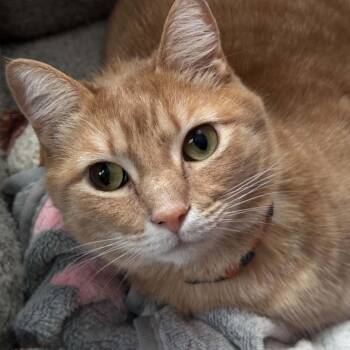 American Shorthair Cats Available for Adoption in Bethel, Connecticut - Julian | PetCurious