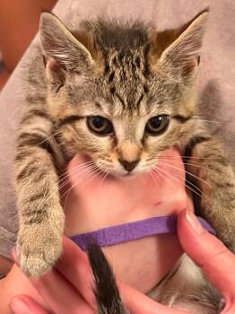 Nova- Purple -  Abyssinian Cat for Adoption in Charlotte, Michigan - Nova- Purple | PetCurious