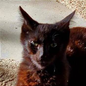 Ernie -  Domestic Short Hair Cat for Adoption in Boston, Massachusetts - Ernie | PetCurious
