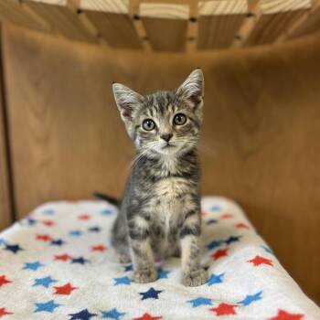 Birkin--In Foster -  Domestic Short Hair Cat for Adoption in Fargo, North Dakota - Birkin--In Foster | PetCurious