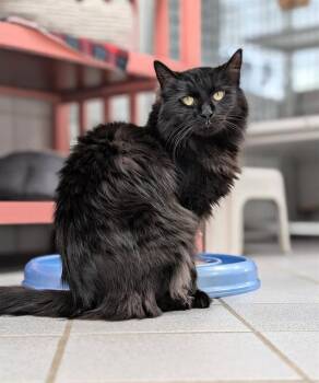 Domestic Long Hair Cats Available for Adoption in Canfield, Ohio - THERESA | PetCurious