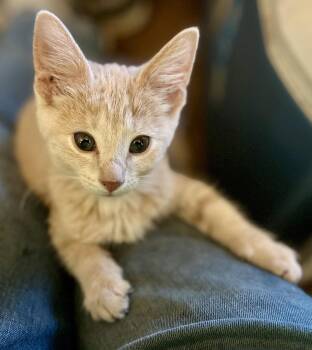 Dough -  Domestic Medium Hair Cat for Adoption in Greenwood, Indiana - Dough | PetCurious