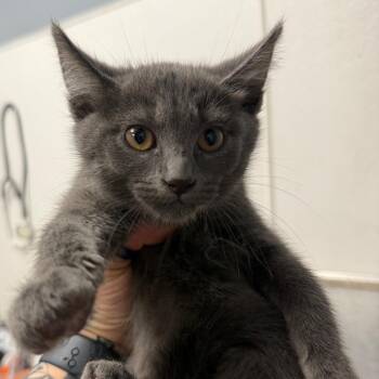 Whatchamacallit -  Domestic Short Hair Cat for Adoption in Birmingham, Alabama - Whatchamacallit | PetCurious