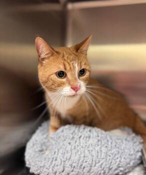 Rescue Domestic Short Hair Cats for Adoption in Disputanta, Virginia - Sammy | PetCurious