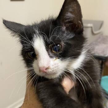 Carl 1854RJ09 -  Domestic Short Hair Cat for Adoption in Columbia, Missouri - Carl 1854RJ09 | PetCurious