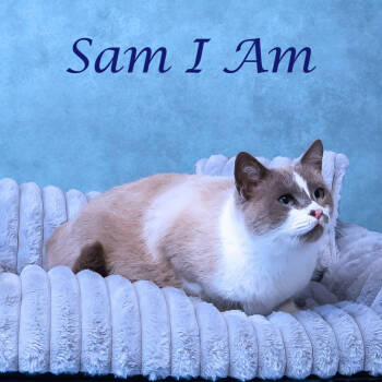 Rescue Siamese Cats for Adoption in Lebanon, Tennessee - Sam I Am C25-321 | PetCurious