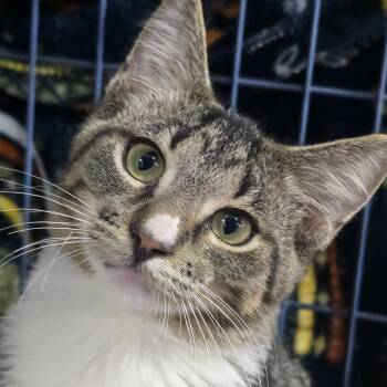 Bo -  Domestic Short Hair Cat for Adoption in East Lansing, Michigan - Bo | PetCurious