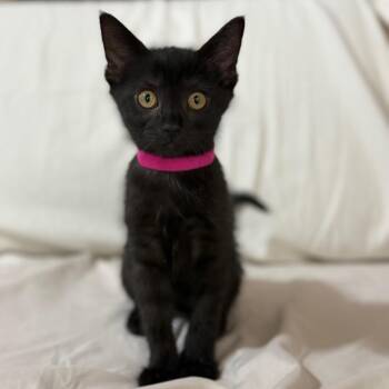Phoebe -  Domestic Short Hair Cat for Adoption in Franklin, Tennessee - Phoebe | PetCurious