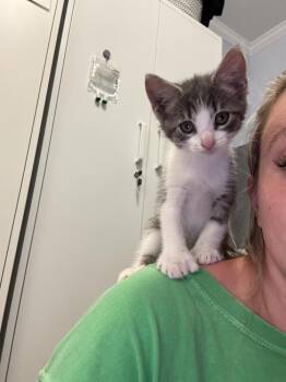 Smitty -  Domestic Short Hair and Extra Toes Cat Hemingway Polydactyl Cat for Adoption in Emerald Isle, North Carolina - Smitty | PetCurious