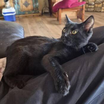 Parker -  Domestic Short Hair Cat for Adoption in Prescott, Arizona - Parker | PetCurious