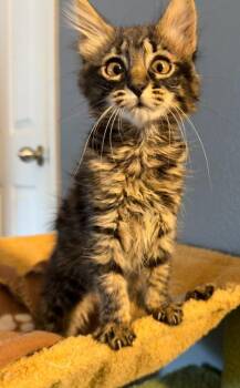 Jessie -  Domestic Long Hair Cat for Adoption in St. Helens, Oregon - Jessie | PetCurious