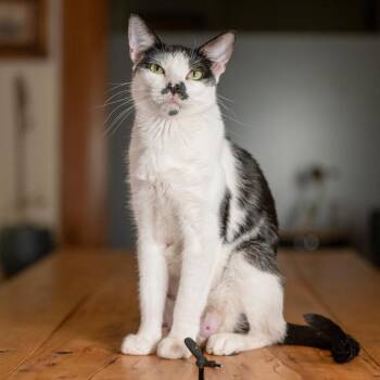 Domestic Short Hair Cats Available for Adoption in Glenwood Springs, Colorado - Smudge | PetCurious