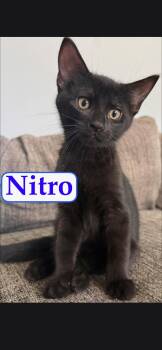 Nitro -  Domestic Short Hair Cat for Adoption in Medford, Wisconsin - Nitro | PetCurious