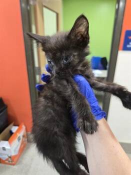 GREY -  Domestic Short Hair Cat for Adoption in Louisville, Kentucky - GREY | PetCurious