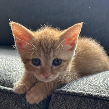 Walter -  Domestic Short Hair Cat Available for Adoption in Walker, Michigan - Walter | PetCurious