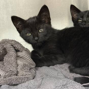 Pluto -  Domestic Short Hair Cat for Adoption in Oakland, California - Pluto | PetCurious