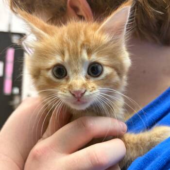 Domestic Long Hair Cats Available for Adoption in Ardmore, Oklahoma - Booger | PetCurious