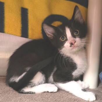 Van Halen -  Domestic Short Hair Cat for Adoption in Fort Wayne, Indiana - Van Halen | PetCurious