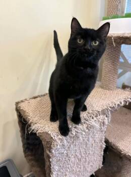 Domestic Short Hair Cats Available for Adoption in Calgary, Alberta - Rose Nyland | PetCurious