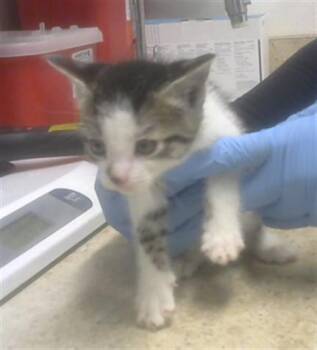 DOBBY -  Domestic Short Hair Cat for Adoption in Albuquerque, New Mexico - DOBBY | PetCurious