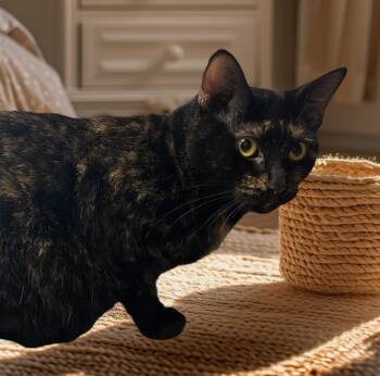 Rescue Domestic Short Hair Cats for Adoption in Pittsfield, Illinois - Ruby | PetCurious