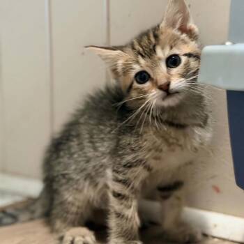 Scotti -  Domestic Short Hair Cat for Adoption in Charleston, West Virginia - Scotti | PetCurious