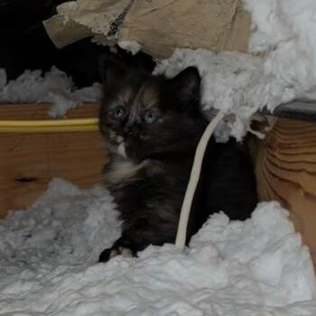 Domestic Medium Hair Cats Available for Adoption in Little Mountain, South Carolina - Derpy | PetCurious