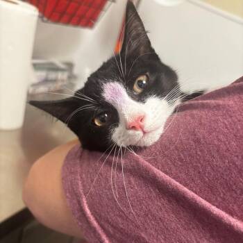 Crouton -  Domestic Short Hair Cat for Adoption in Tulsa, Oklahoma - Crouton | PetCurious