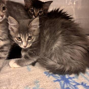 Vaporeon -  Domestic Short Hair Cat for Adoption in Murray, Utah - Vaporeon | PetCurious