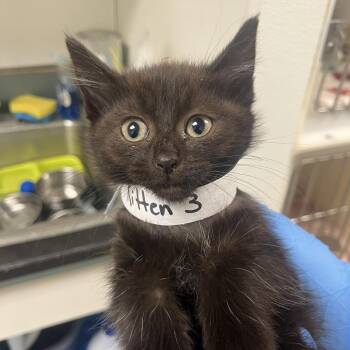 Elvira -  Domestic Short Hair Cat for Adoption in Harrisonburg, Virginia - Elvira | PetCurious
