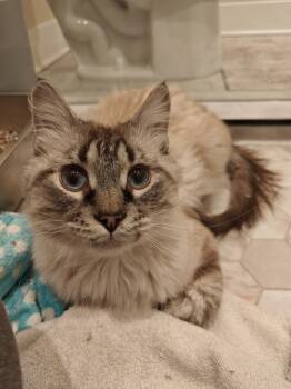 Barkeep (Fka Puff Ball) -  Siamese Cat for Adoption in Chicago, Illinois - Barkeep (Fka Puff Ball) | PetCurious