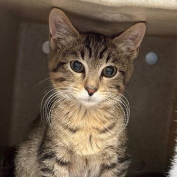Taz -  Domestic Short Hair Cat for Adoption in San Antonio, Texas - Taz | PetCurious