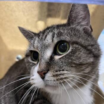 Rescue Domestic Short Hair Cats for Adoption in Lyndhurst, Virginia - Allspice | PetCurious