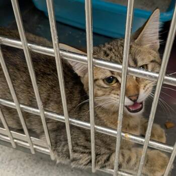 Grace -  Domestic Short Hair Cat for Adoption in Hannibal, Missouri - Grace | PetCurious