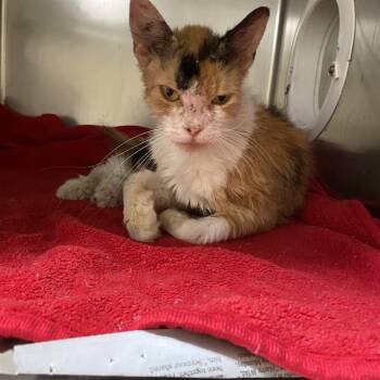 A613212 -  Domestic Medium Hair Cat for Adoption in Modesto, California - A613212 | PetCurious