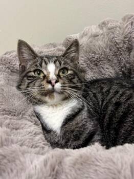 Bigfoot -  Domestic Short Hair Cat for Adoption in Fall River, Massachusetts - Bigfoot | PetCurious